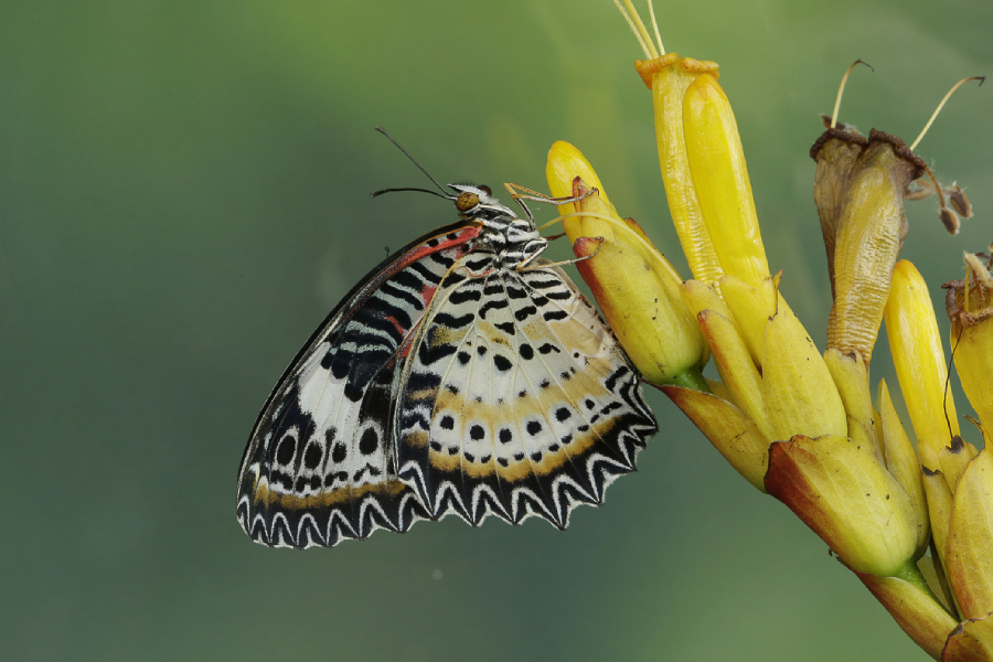 butterflyflower