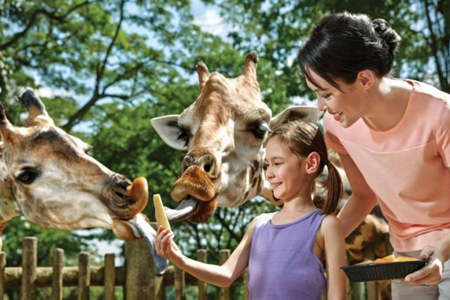 /content/dam/mandai/singapore-zoo/things-to-do/giraffe-feeding-listing-900x600.jpg