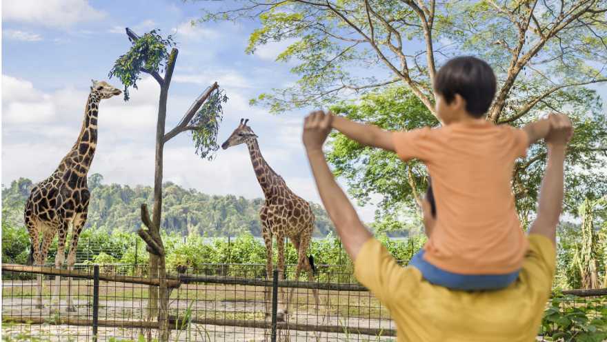 Singapore Zoo